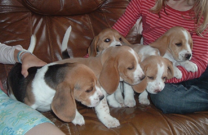 Chiots de Utesse nés le 29 avril 2010