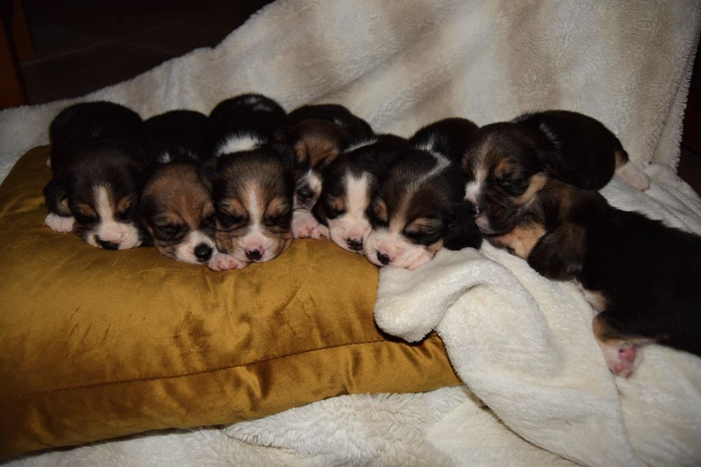 les Chiots de Pink Robin