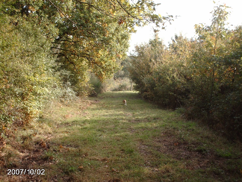en brevet de chasse