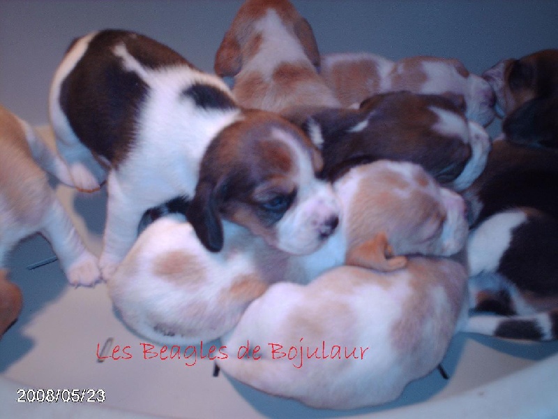de Bojulaur - Beagle - Portée née le 05/05/2008
