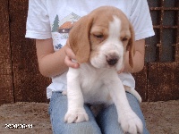 CHIOT