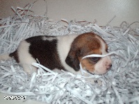 CHIOT