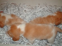 CHIOT