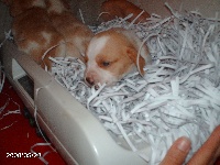 CHIOT