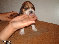 CHIOT