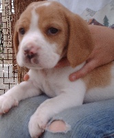 CHIOT