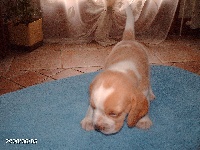 CHIOT